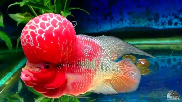 cá cảnh nước ngọt dễ nuôi