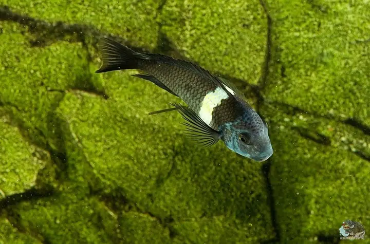 cá cảnh nước ngọt dễ nuôi