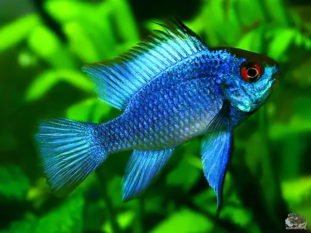 cá cảnh nước ngọt dễ nuôi