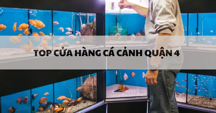 cá cảnh quận 7