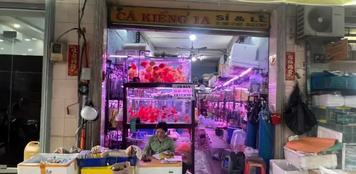 cá cảnh sài gòn cá cảnh sài gòn