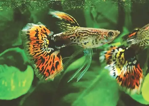 Hướng Dẫn Chi Tiết Về Cá Cảnh Sinh Sản: Từ A Đến Z Thành Công