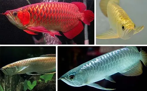 Hướng Dẫn Chi Tiết Về Cá Cảnh Sinh Sản: Từ A Đến Z Thành Công