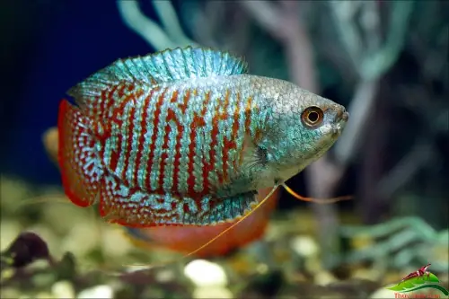 Hướng Dẫn Chi Tiết Về Cá Cảnh Sinh Sản: Từ A Đến Z Thành Công