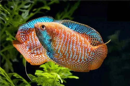 Hướng Dẫn Chi Tiết Về Cá Cảnh Sinh Sản: Từ A Đến Z Thành Công