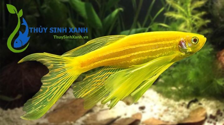 Cá cảnh sọc ngựa cánh tiên màu vàng nổi bật trong bể thủy sinh