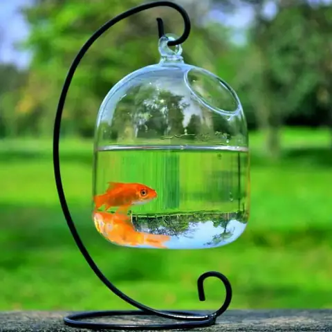 Cá Cảnh Sống Lâu: Hướng Dẫn Nuôi Dưỡng & Chăm Sóc Đúng Cách