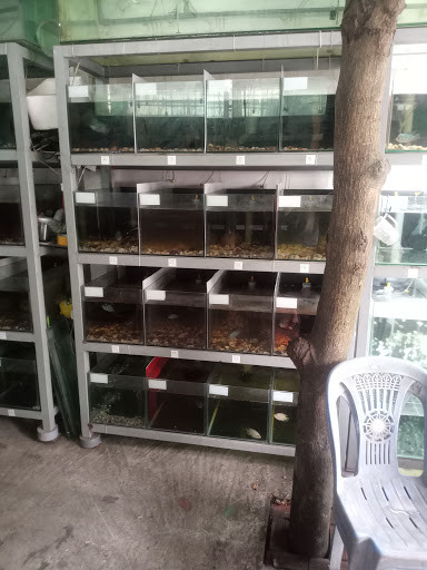 Cá cảnh tại Hồng Thiên