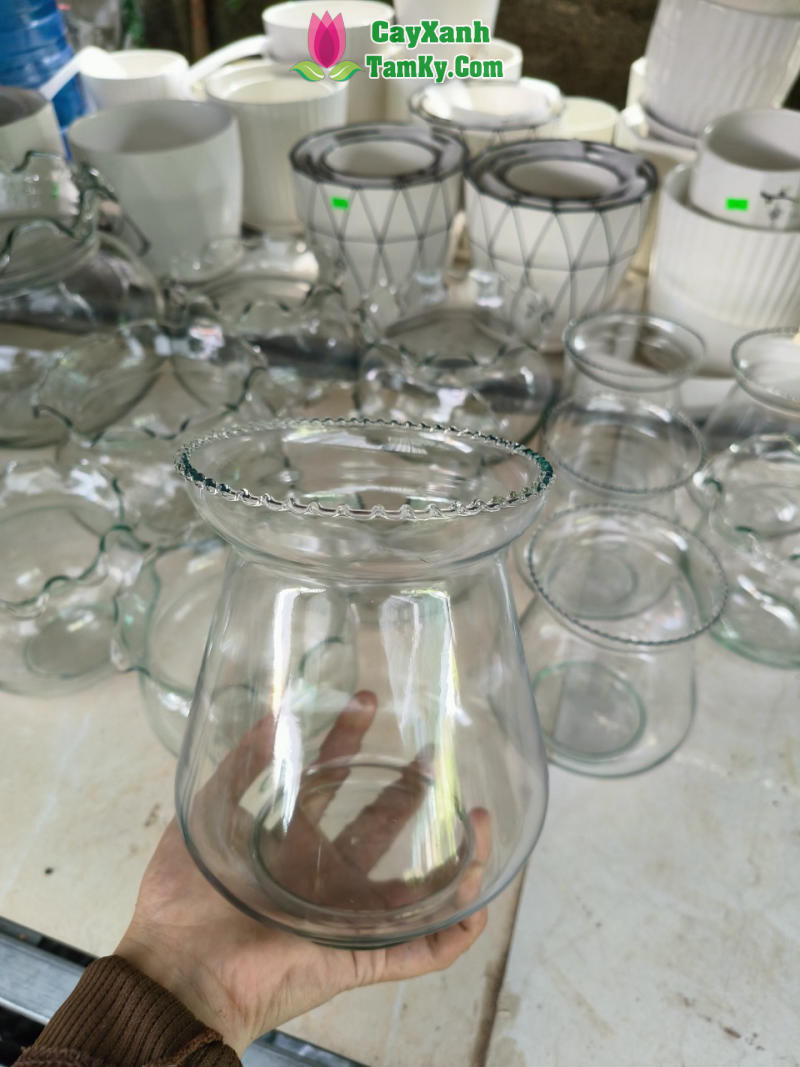 Cá cảnh Tam Kỳ bơi lội trong bể thủy tinh