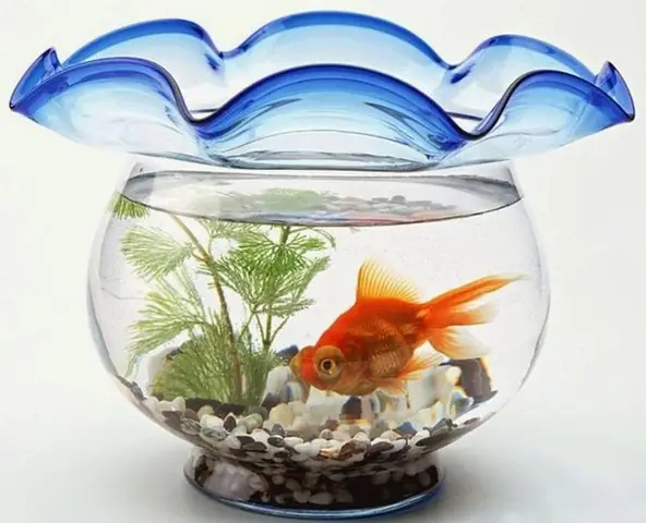 Cá betta đủ màu sắc