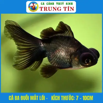 cá cảnh thủy sinh trung tín