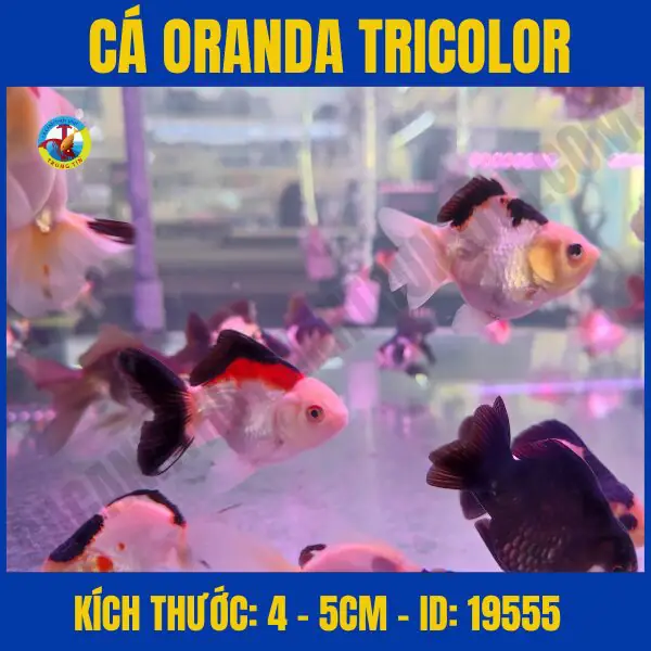 cá cảnh thủy sinh trung tín cá cảnh thủy sinh trung tín
