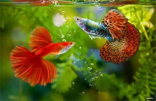 Hướng Dẫn Chọn Mua Cá Cảnh Trần Hưng Đạo Chất Lượng