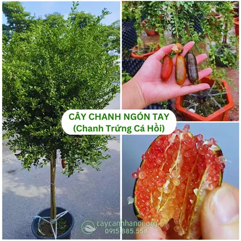 Đánh Giá Các Cửa Hàng Cá Cảnh Uy Tín Khu Vực Trung Kính