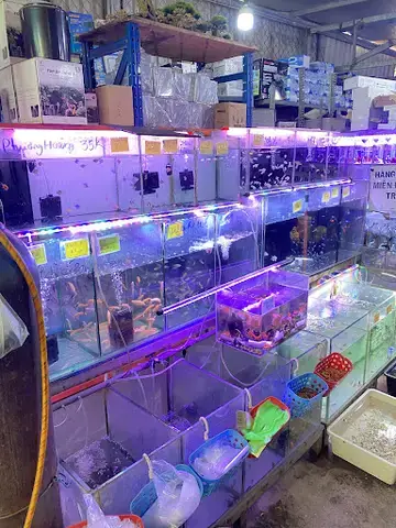 Cá Cảnh Trung Tín 2: Địa Chỉ Mua Bán Và Dịch Vụ Cá Cảnh Hàng Đầu?