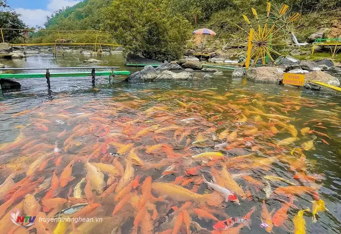 cá cảnh trung tọ