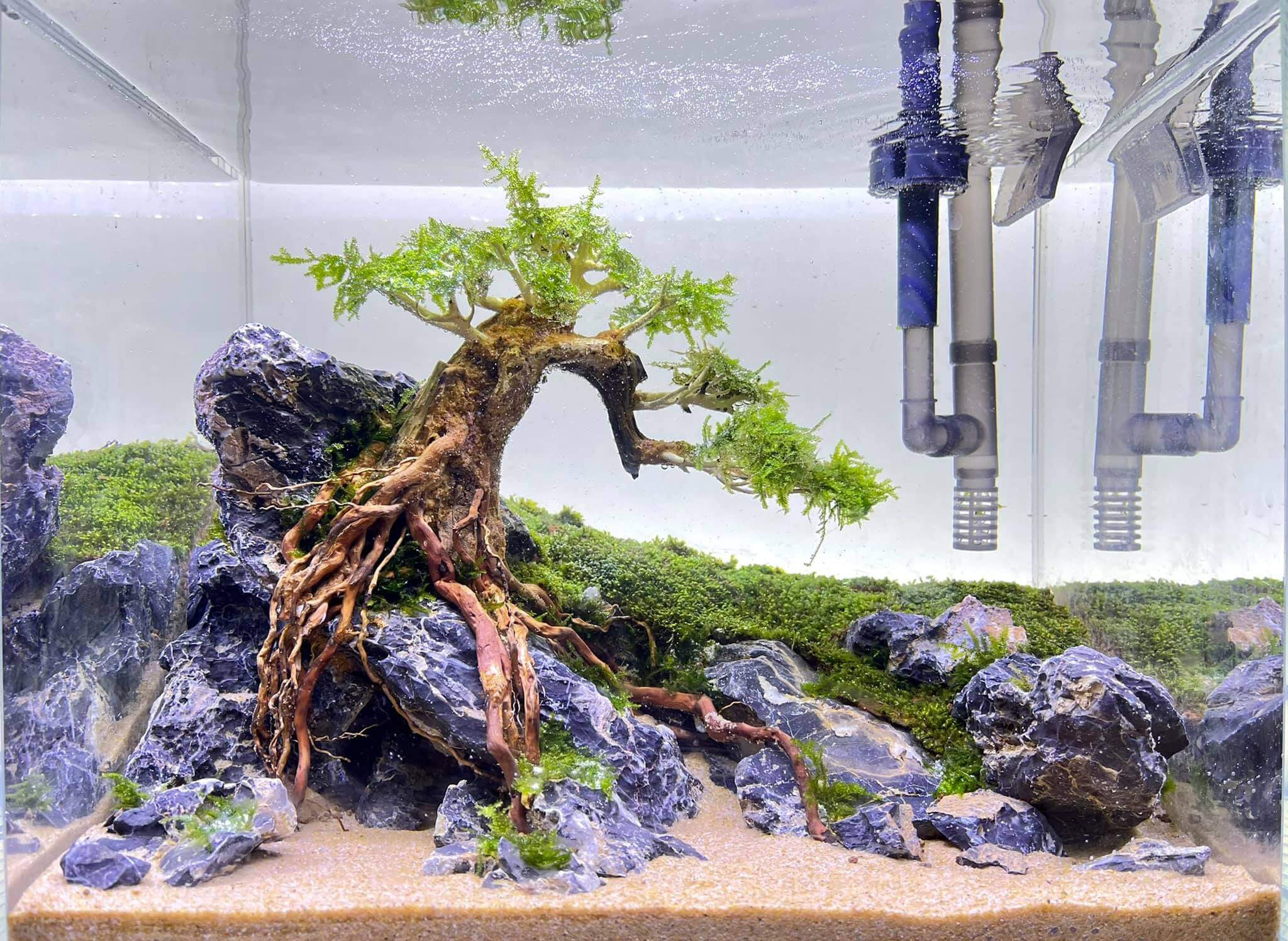 Cá cảnh và phụ kiện tại Crownz Aquarium, Đà Nẵng