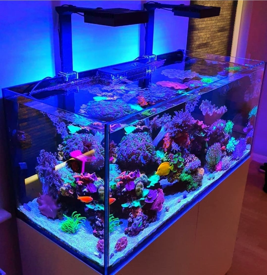 Cá cảnh và thiết bị tại Nhân Nguyễn Aquarium Đà Nẵng