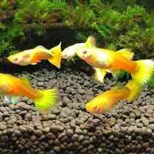 5 Cửa Hàng Cá Cảnh Có Dịch Vụ Chăm Sóc Khách Hàng Tốt Nhất Tại Vĩnh Long 5 Cửa Hàng Cá Cảnh Có Dịch Vụ Chăm Sóc Khách Hàng Tốt Nhất Tại Vĩnh Long