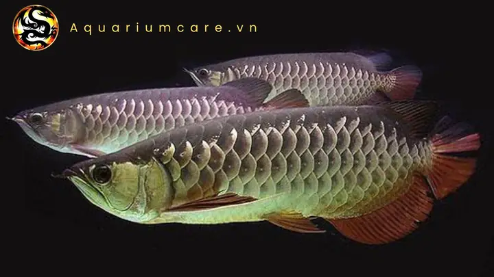 Cá Cao Lưng Hồng Vỹ: Hướng Dẫn Chăm Sóc Toàn Diện Cho Người Mới Bắt Đầu