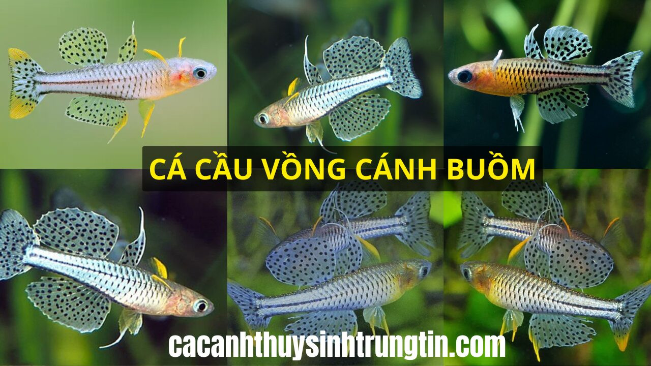 cá cầu vồng cánh buồm xanh chấm bi