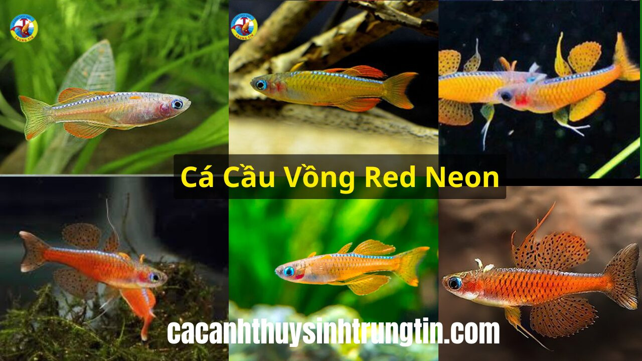 Cá Cầu Vồng Red Neon với màu sắc nổi bật, một lựa chọn cá cảnh nhỏ dễ nuôi