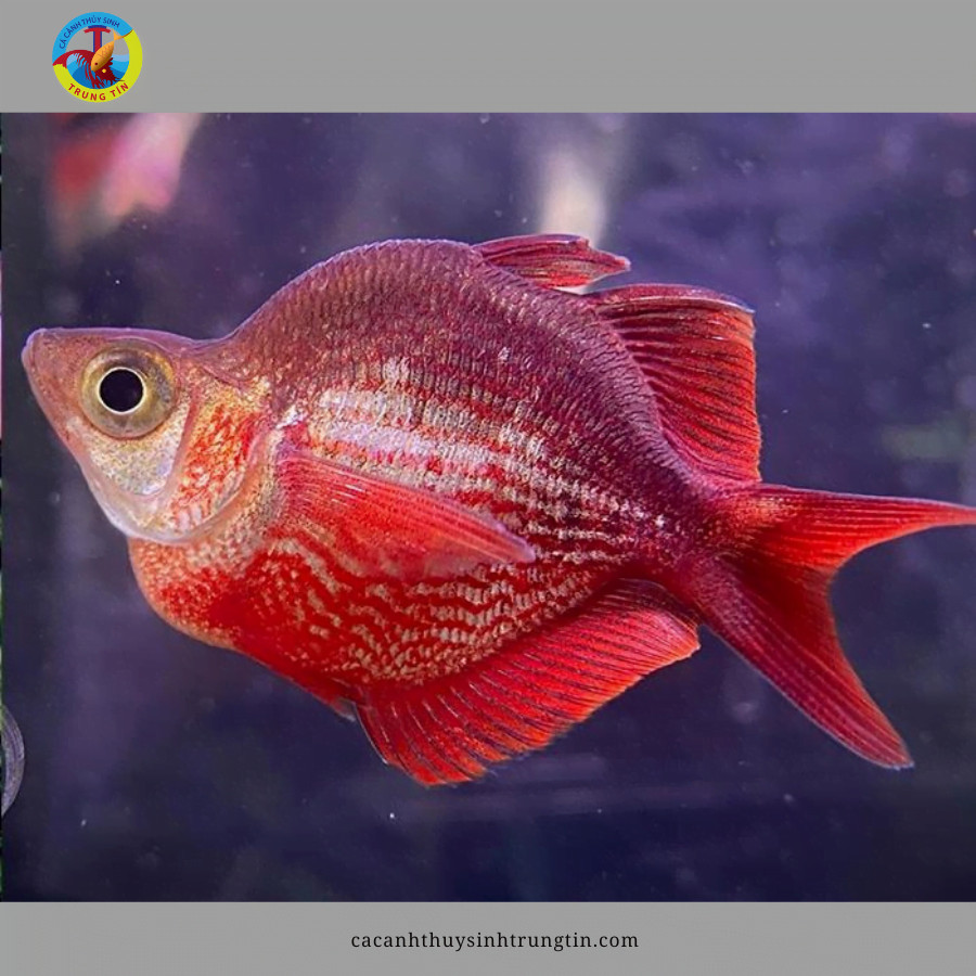Cá Cầu Vồng Táo Đỏ Short với dáng vẻ độc đáo, là loài cá cảnh nhỏ được ưa chuộng