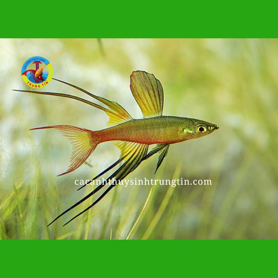Cá Cầu Vồng Vây Dài duyên dáng, một lựa chọn cá cảnh giá rẻ với vẻ đẹp thanh lịch