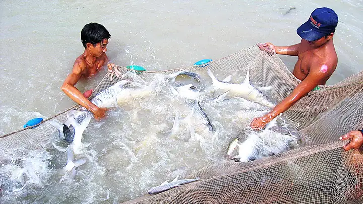 Nuôi cá cầy nước ngọt: Hướng dẫn chi tiết từ A đến Z cho người mới bắt đầu