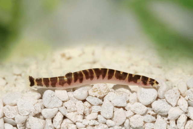 Cá chạch Culi