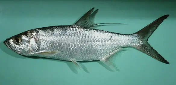 Cá Cháo Đại Tây Dương: Đặc Điểm, Môi Trường Sống Và Giá Trị