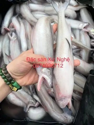 Cá Cháo Là Gì? Đặc Điểm, Phân Bố Và Giá Trị Của Loài Cá Này