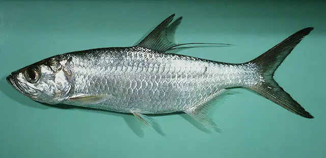 Cá cháo lớn