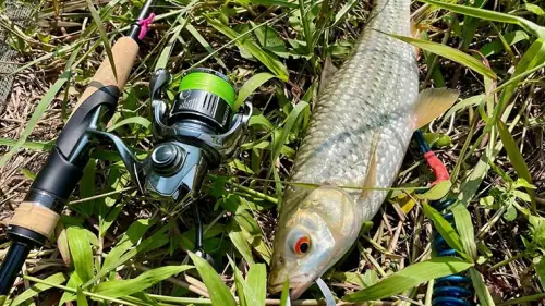 cá chày mắt đỏ