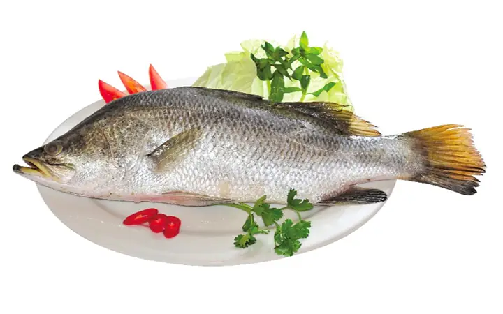 cá chẽm là cá gì
