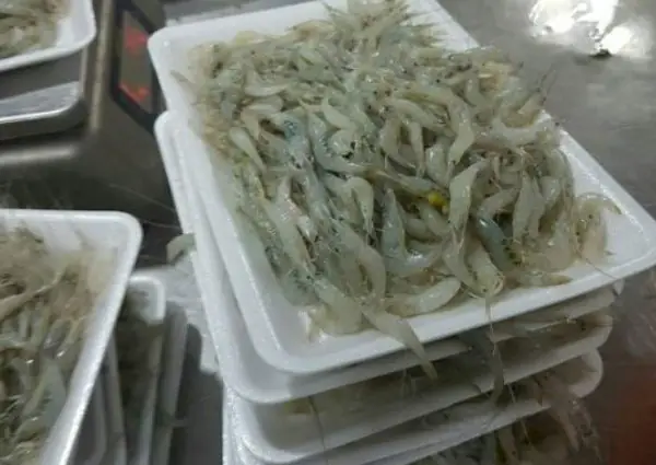 cá chép ăn gì