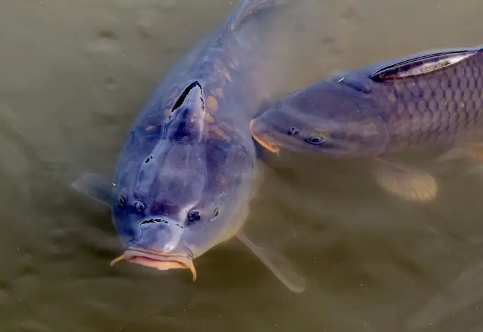 cá chép ăn mồi gì