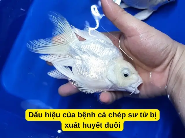 Cá Chép Bị Đỏ Đuôi: Nguyên Nhân, Cách Điều Trị Và Phòng Ngừa Hiệu Quả