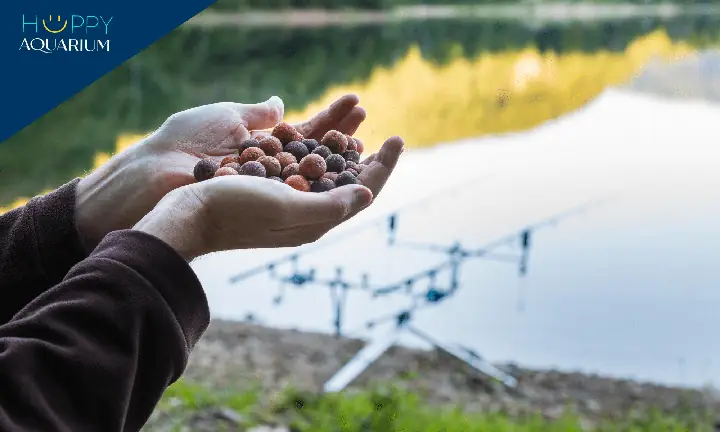 Cá Chép Cảnh Ăn Gì Để Lên Màu Đẹp Và Khỏe Mạnh?