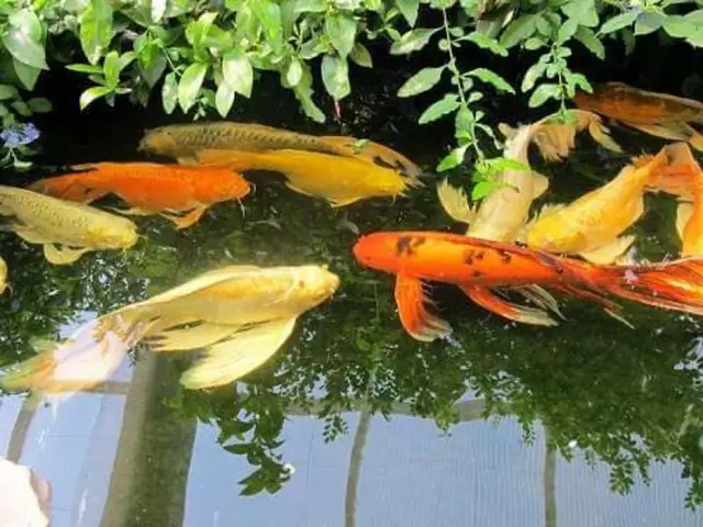 Cá chép cảnh đuôi dài trong phong thủy