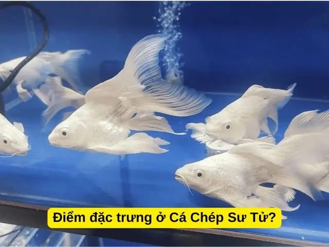 Cá Chép Có Mấy Loại? Khám Phá Các Dòng Cá Chép Phổ Biến Nhất