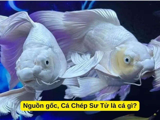 Cá Chép Có Mấy Loại? Khám Phá Các Dòng Cá Chép Phổ Biến Nhất