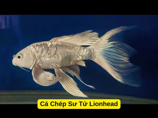 Cá Chép Có Mấy Loại? Khám Phá Các Dòng Cá Chép Phổ Biến Nhất