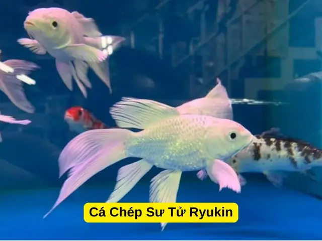 Cá Chép Có Mấy Loại? Khám Phá Các Dòng Cá Chép Phổ Biến Nhất