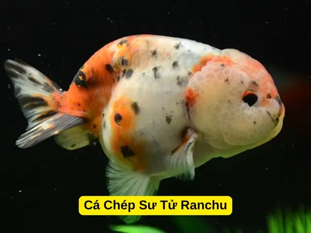 Cá Chép Có Mấy Loại? Khám Phá Các Dòng Cá Chép Phổ Biến Nhất