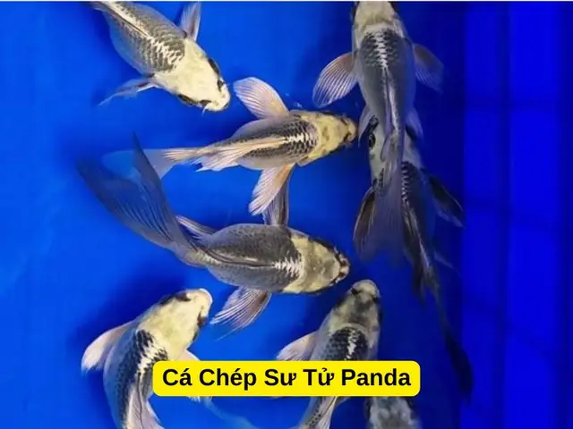 Cá Chép Có Mấy Loại? Khám Phá Các Dòng Cá Chép Phổ Biến Nhất