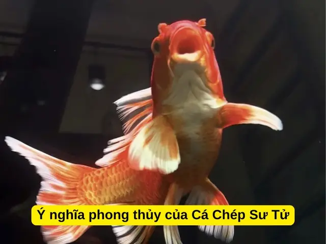 Cá Chép Có Mấy Loại? Khám Phá Các Dòng Cá Chép Phổ Biến Nhất