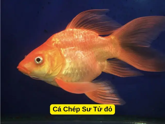 Cá Chép Có Mấy Loại? Khám Phá Các Dòng Cá Chép Phổ Biến Nhất