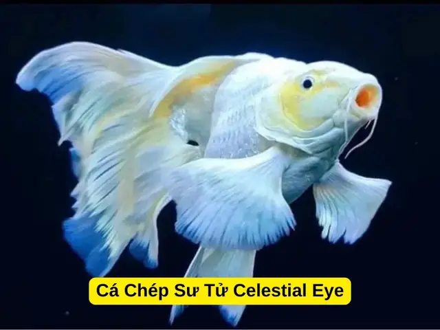Cá Chép Có Mấy Loại? Khám Phá Các Dòng Cá Chép Phổ Biến Nhất