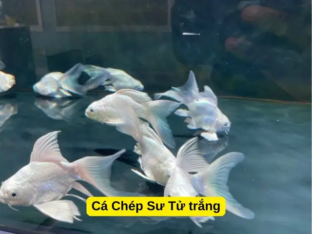 Cá Chép Có Mấy Loại? Khám Phá Các Dòng Cá Chép Phổ Biến Nhất